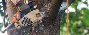 Leaf Removal in Painted Post, NY