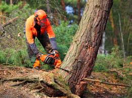 Seasonal Cleanup (Spring/Fall) in Painted Post, NY