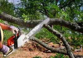 Best Firewood Processing and Delivery  in Painted Post, NY
