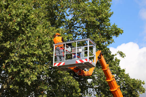 Best Pest Control for Lawns  in Painted Post, NY