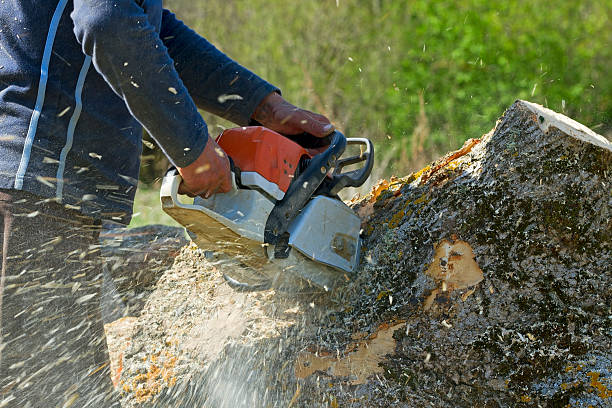 Best Lawn Pest Prevention  in Painted Post, NY