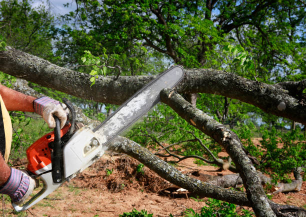 Best Tree Maintenance Programs  in Painted Post, NY